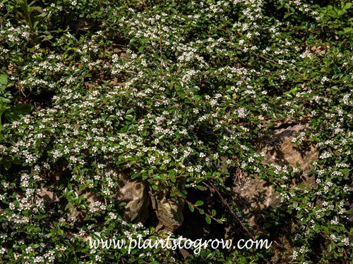 Royal Beauty Cotoneaster (Cotoneaster dammeri) 
evergreen ground cover trailing over the rock wall